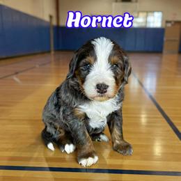 Hornet - Blue merle male Bernedoodle puppy in Banner Elk, North Carolina from Walnut Tree Bernedoodles