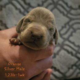 Orange Collar - Silver gray male Weimaraner puppy in Indiana from So-IN Weimaraner's