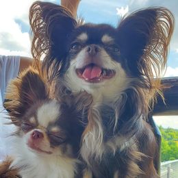 Chihuahuas from Precious Paws Chihuahuas