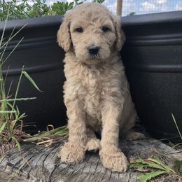 Goldendoodle Puppies from Beary GoldenDoodles