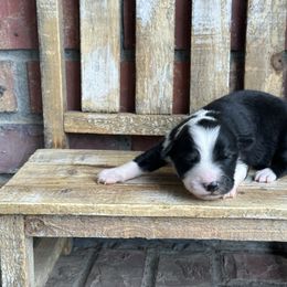 BTF3 - Black tri female Miniature Australian Shepherd puppy in Lexington, Nebraska from Osborne's Aussies