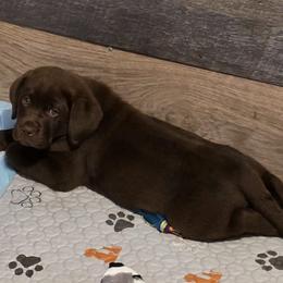 Darwin - Chocolate male Labrador Retriever puppy in Dartmouth, Massachusetts from Dolce Amore Labradors