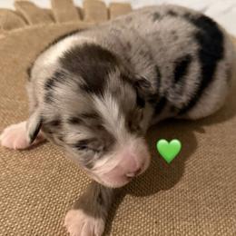 Cowboy - Blue merle male Australian Shepherd puppy in Winnabow, North Carolina from Lazy Dayz Ranch