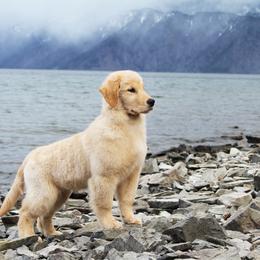 Golden Retriever Puppies from DoubleTake Goldens