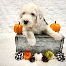 Old English Sheepdog Puppies from Heavinly Blessings Farm Pups - Old English Sheepdog Puppies