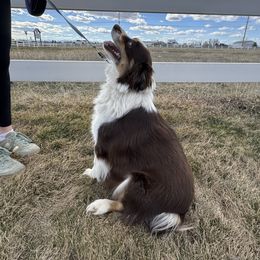 Emmy - Miniature Australian Shepherd