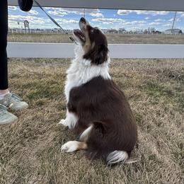 Emmy - Miniature Australian Shepherd