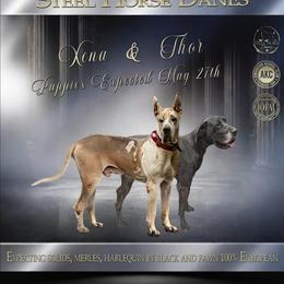 Great Dane puppies from Steel Horse Kennels Inc