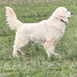 Winston - Golden Retriever