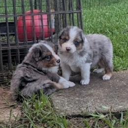 Chucky - Blue merle male Australian Shepherd puppy in Fort Lauderdale, Florida from Burning Heart Aussies