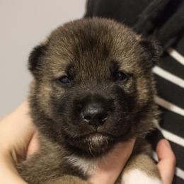 Kishu Ken Puppies from Akiyama no Roushya