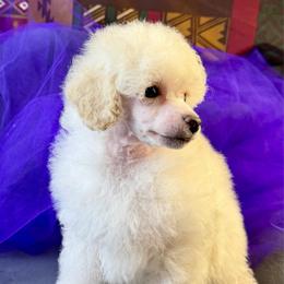 Purple Collar boy - White male Poodle puppy in Kingston, Oklahoma from Tribal Poodles