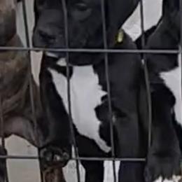 Girl 2 - Black female American Staffordshire Terrier puppy in Pomona, California from Lunatic Kennels