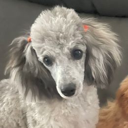 Dolly - Poodle