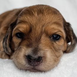 Nori - Red female Dachshund puppy in Winamac, Indiana from WZ Kennels