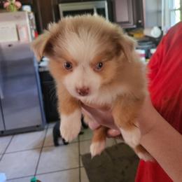 Hana - Red merle female Miniature Australian Shepherd puppy in Goode, Virginia from Furner Farms