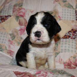 Fir - Black and white male English Springer Spaniel puppy in Lexington, South Carolina from House Tiner Springers
