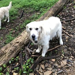 Kordyroy - Golden Retriever