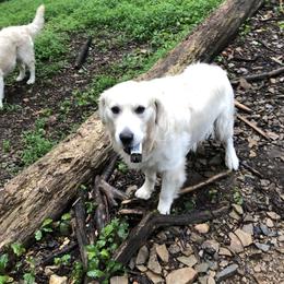 Kordyroy - Golden Retriever
