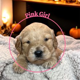 Pink girl - Apricot female Goldendoodle puppy in Lakeland, Florida from Golden Creek Doodles