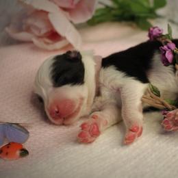 Border Collie Puppies from Team Reeves Ranch