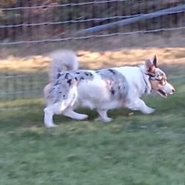 Legend - American Corgi puppy from Faery Mount Farm