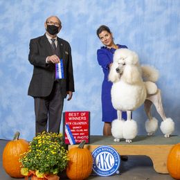 Charlotte - Poodle