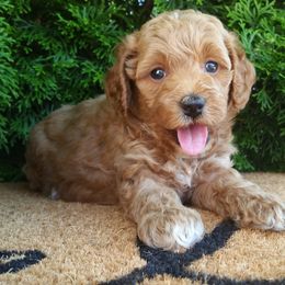 Eliana - Brown female Cockapoo puppy in Shipshewana, Indiana from Home Raised Cockapoos