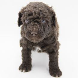 Cupid - White Collar - Chocolate male Labradoodle puppy in Lehi, Utah from Our Little Farm Life Doodles