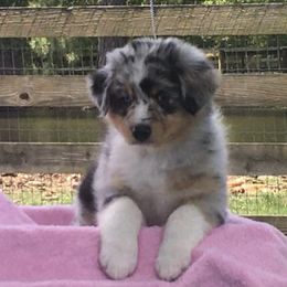 Australian Shepherds from Jewel Aussies