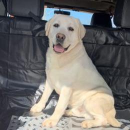 Olaf - Labrador Retriever