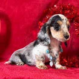 Wrangler - Black and tan male Dachshund puppy in Lincoln, Arkansas from Red Dirt Dachshunds
