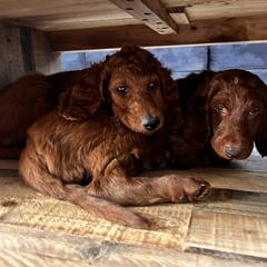 Irish Doodle Puppies from Rustic doodles of Sahuarita, AZ