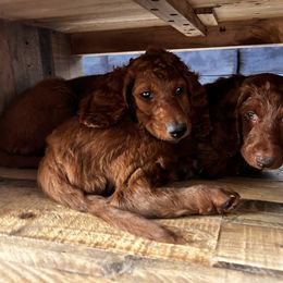 Irish Doodle Puppies from Rustic doodles of Sahuarita, AZ