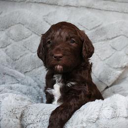 Barbina - Chocolate female Labradoodle puppy in Lanexa, Virginia from Lees Reach Farm