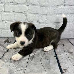 Prancer - Brindle and white female American Corgi puppy in Waskom, Texas from Piney Woods Corgis