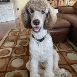 Clay - Poodle