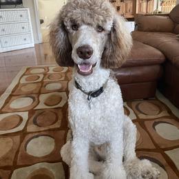Clay - Poodle