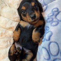 Eclair - Black and tan female Dachshund puppy in Erie, Michigan from Champagne’s Grinch Toe’d Dachshunds