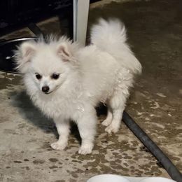 Taka - White male Pomeranian puppy in Laredo, Texas from SASH Poms