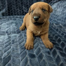 Girl 1 - Red female Irish Terrier puppy in Broadway, North Carolina from Detmore Kennels