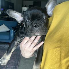 French Bulldog Puppies from Tanessa Clarkson