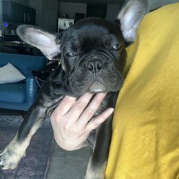 French Bulldog Puppies from Tanessa Clarkson