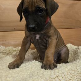 Raven - Rd whtn blk nose female Rhodesian Ridgeback puppy in Gaffney, South Carolina from Circle D Farms