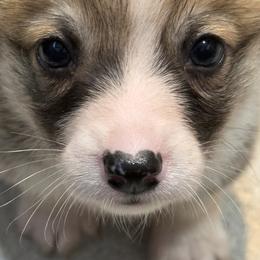 Juno 1 - White and red male Pembroke Welsh Corgi puppy in Jenkinsburg, Georgia from Red Elephant Farms