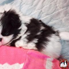 Japanese Chin Puppies from Mystike Japanese Chin