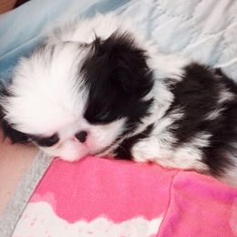 Japanese Chin Puppies from Mystike Japanese Chin