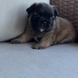 Sable - Fawn male French Bulldog puppy in Jefferson City, Missouri from Central Frenchie Haven
