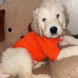 Kyle - Cream male Goldendoodle puppy in Fort Hood, Texas from Davis Doodles