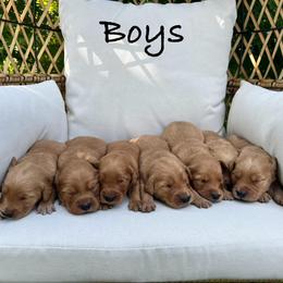 Golden Retriever puppies from Clover Creek Goldens